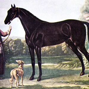 The Byerley Turk, c.1684-1706 Print