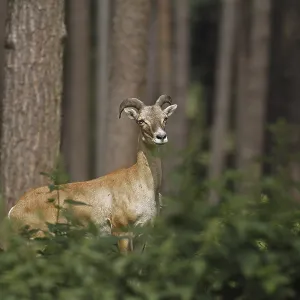 Mouflon (Ovis gmelini), Haltern