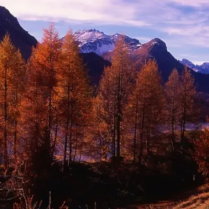 panorama, panoramas, panoramic view, panoramic image, panoramic images, panorama shot, panoramic shot, panoramic, scenic view, geography, tree grove, tree groves, group of trees, cluster of trees, grove of trees, Alps, Mountain Range, Mountains