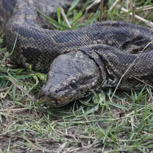 African Rock Python Print African Rock Python Print