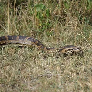 African Rock Python Print, Masai Mara Nature Reserve, Kenya African Rock Python Print, Masai Mara Nature Reserve, Kenya