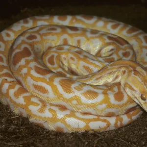 Albino Tiger Python (Python molurus) Print Albino Tiger Python (Python molurus) Print