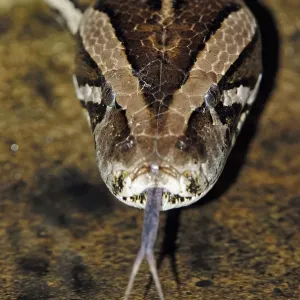 Dark Indian Python Print: Flicking Tongue Dark Indian Python Print: Flicking Tongue