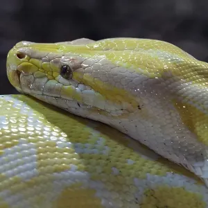 Dark Tiger Python Print - Albino, captive, Germany Dark Tiger Python Print - Albino, captive, Germany