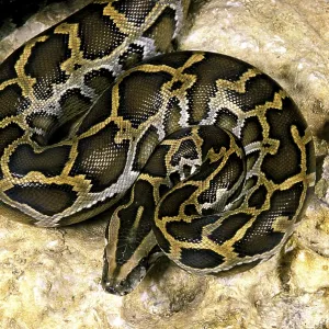 Indian Python Print (Python molurus) Indian Python Print (Python molurus)
