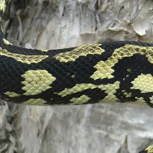 Detail of pattern on Australian Jungle Python Print Detail of pattern on Australian Jungle Python Print