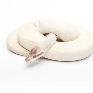 Royal Python Print, Opal Diamond Male, Austria Royal Python Print, Opal Diamond Male, Austria