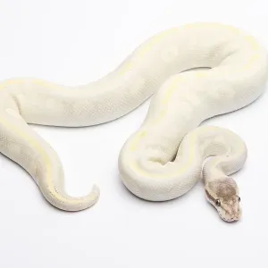Royal Python (Python regius) Print - Opal Diamond Male Royal Python (Python regius) Print - Opal Diamond Male