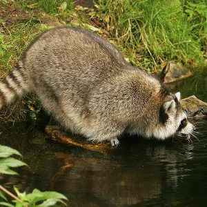 Raccoon (Procyon lotor), Hagen