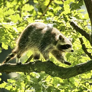 Raccoon (Procyon lotor), Hagen
