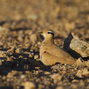 Racing bird (Cursorius cursor)