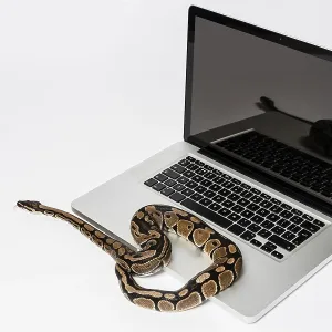 Python Related