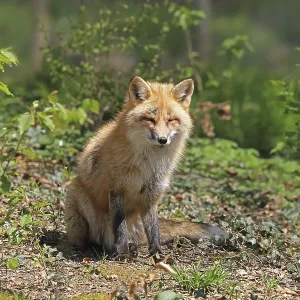 Red fox (Vulpes vulpes) sitting in the forest