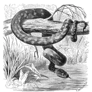Digitally Restored Print of Diamondback Snake and Python Digitally Restored Print of Diamondback Snake and Python