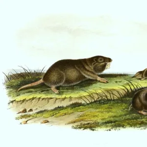 Didelphidae Collection: Related Images