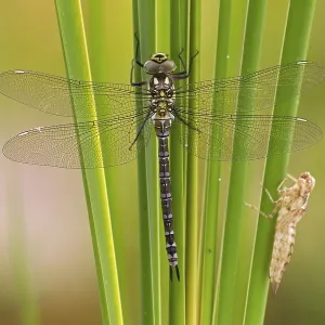 Southern Hawker (Aeshna cyanea) hatching