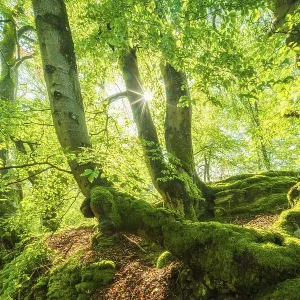 Heritage Sites Collection: Primeval Beech Forests of the Carpathians and the Ancient Beech Forests of Germany