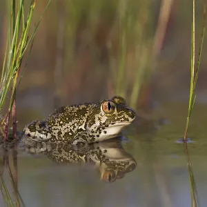 Syrian spadefoot (Pelobates syriacus)