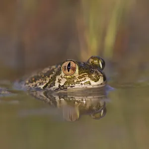Syrian spadefoot (Pelobates syriacus)