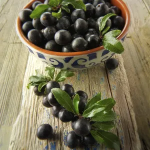 Fresh Sloe Berries Print from Blackthorn Bush (Prunus spinosa) Fresh Sloe Berries Print from Blackthorn Bush (Prunus spinosa)