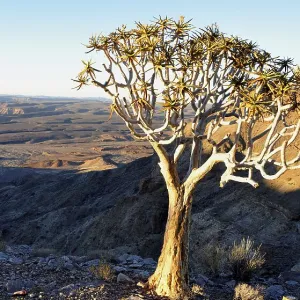 Heritage Sites Collection: Richtersveld Cultural and Botanical Landscape