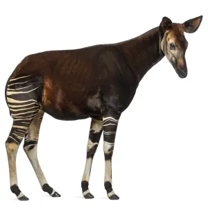 Vista lateral de un okapi en pie. Vista lateral de un okapi en pie.
