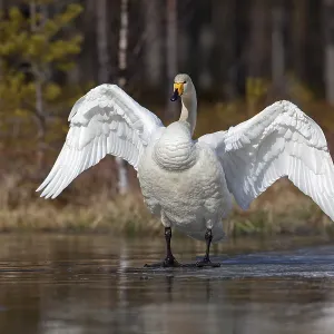 Whooper swan (Cygnus cygnus) standing on ice surface