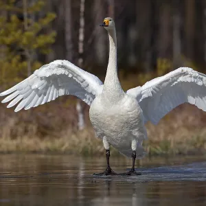 Whooper swan (Cygnus cygnus) standing on ice surface