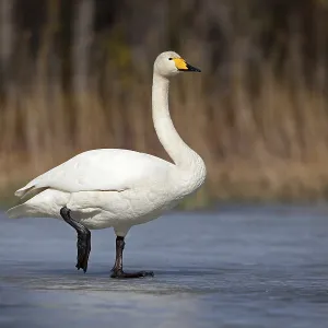Whooper swan (Cygnus cygnus) standing on ice surface