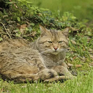 Wildcat (Felis silvestris), Bad Mergentheim