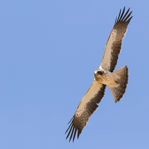 Print of a pale morph Booted Eagle in flight Print of a pale morph Booted Eagle in flight