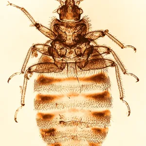Bedbug Print, Color Enhanced Light Micrograph