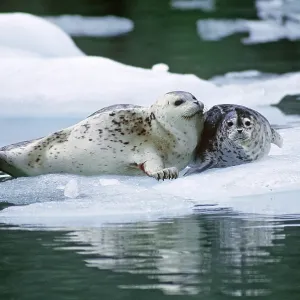 Focas en un Floe de Hielo, Alaska. Focas en un Floe de Hielo, Alaska.