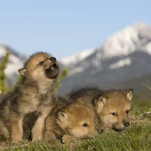 Lobo de Montaña Americano, Cachorro Aullador Lobo de Montaña Americano, Cachorro Aullador