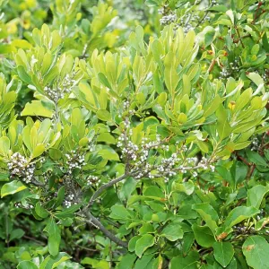 Planta de Bayberry del Norte, Cabo Cod. Planta de Bayberry del Norte, Cabo Cod.