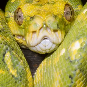 Green Tree Python Print - A photograph of a Green Tree Python Green Tree Python Print - A photograph of a Green Tree Python