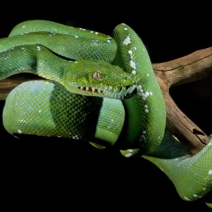Captive Bred Green Tree Python Print Captive Bred Green Tree Python Print