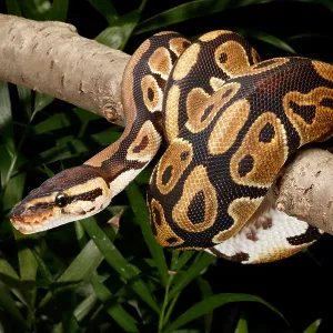 Ball Python, Python Regius, Wrapped Around a Branch Ball Python, Python Regius, Wrapped Around a Branch