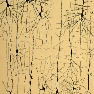 Cajal's 1904 Print of Brain Microstructure Cajal's 1904 Print of Brain Microstructure