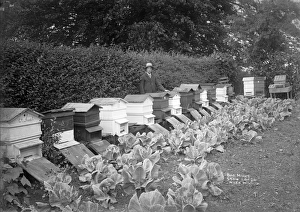 Beekeeping, 1908 BB98_06002 Beekeeping, 1908 BB98_06002