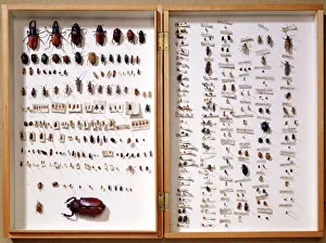 Beetle display case J970134