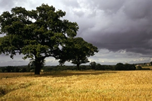Blore Heath Battlefield K930399