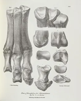 Bones of the right fore-foot, Macrauchenia K030054 Bones of the right fore-foot, Macrauchenia K030054