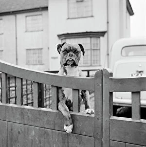 John Gay Collection (1945-1990) Collection: Boxer dog a076294