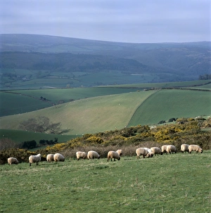 <b class=qtipBold><figcaption>Bratton Ball K020595</figcaption></b><br>BRATTON BALL, Exmoor, Somerset. Sheep grazing.<br><em>© Historic England</em> Bratton Ball K020595