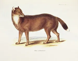 <b class=qtipBold><figcaption>Canis Antarcticus K030056</figcaption></b><br>DOWN HOUSE, Kent. Coloured engraving of a wolf / fox "Canis Antarcticus" from "The Zoology of the Voyage of HMS Beagle, Part II Mammalia". Plate IV. Edited by Charles Darwin.<br><em>© Historic England</em> Canis Antarcticus K030056