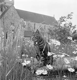 John Gay Collection (1945-1990) Collection: Cat a069843