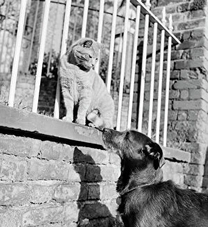 Cat and dog AA072439