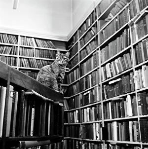 John Gay Collection (1945-1990) Collection: Cat librarian a066277