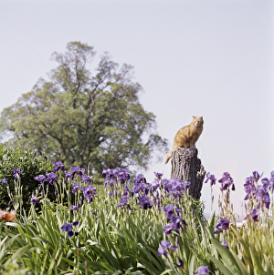 <b class=qtipBold><figcaption>Cat perch FF002964</figcaption></b><br>A ginger cat sitting on a tree stump at Ashendon, Buckinghamshire, with Irises in the foreground. Photographed by John Gay, 1950s-1970s.<br><em>© Historic England</em> Cat perch FF002964